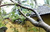 Banyan tree falls on house, destroying it completely